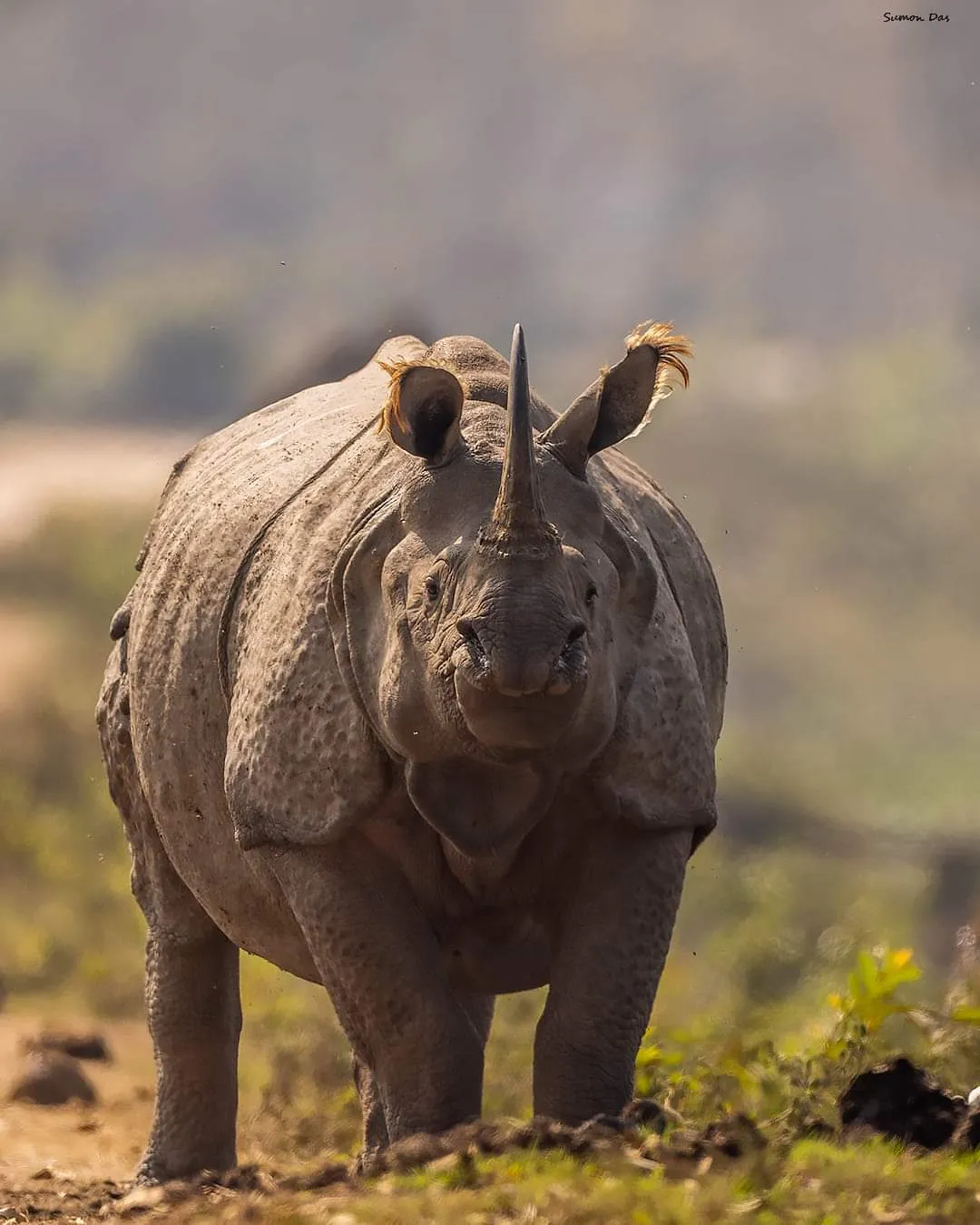 A one-horned Rhino Stands Regal in Kaziranga  